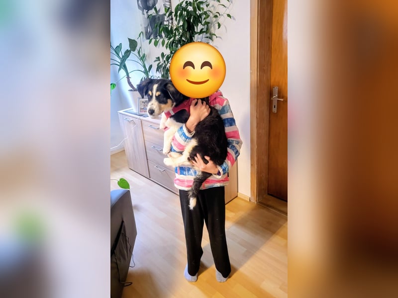 Cody der knuffige Kokonimix