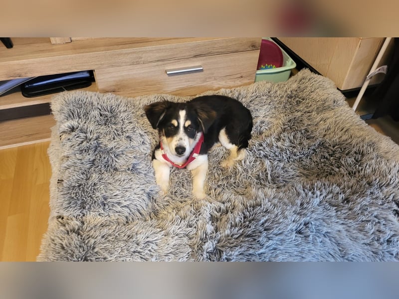 Cody der knuffige Kokonimix