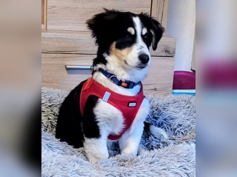 Cody der knuffige Kokonimix