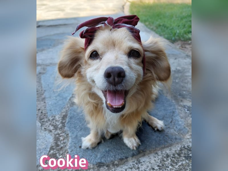 Cookie, 09/16 - süßes Ömchen sucht Happy End