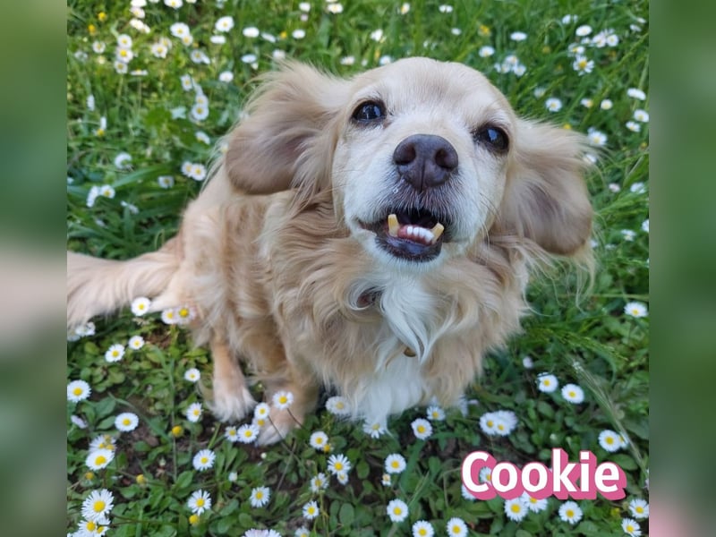Cookie, 09/16 - süßes Ömchen sucht Happy End