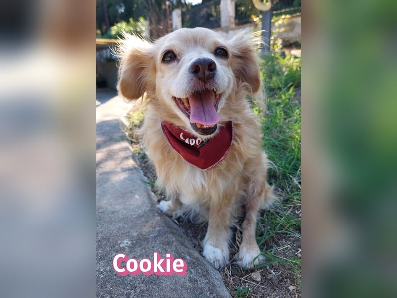Cookie, 09/16 - süßes Ömchen sucht Happy End