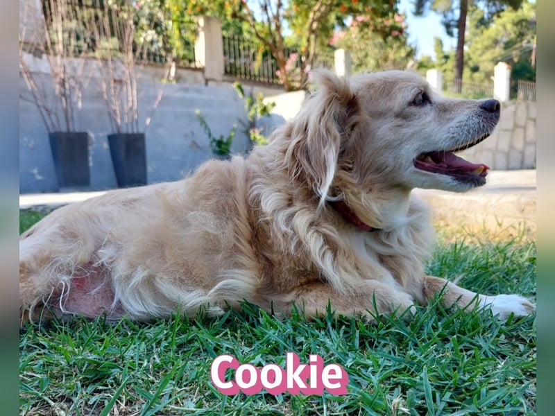 Cookie, 09/16 - süßes Ömchen sucht Happy End