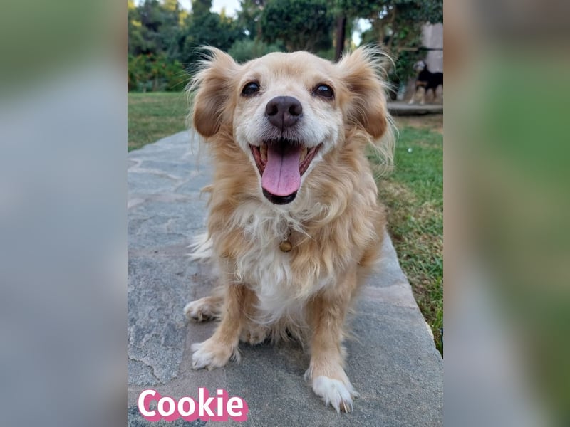 Cookie, 09/16 - süßes Ömchen sucht Happy End