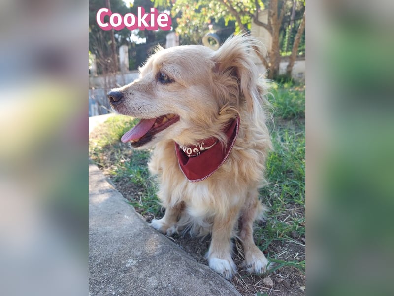 Cookie, 09/16 - süßes Ömchen sucht Happy End