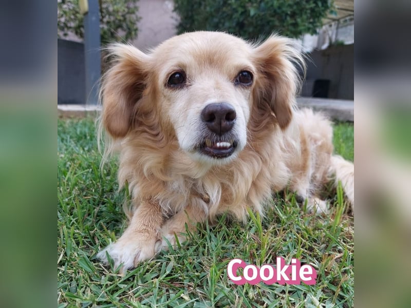 Cookie, 09/16 - süßes Ömchen sucht Happy End