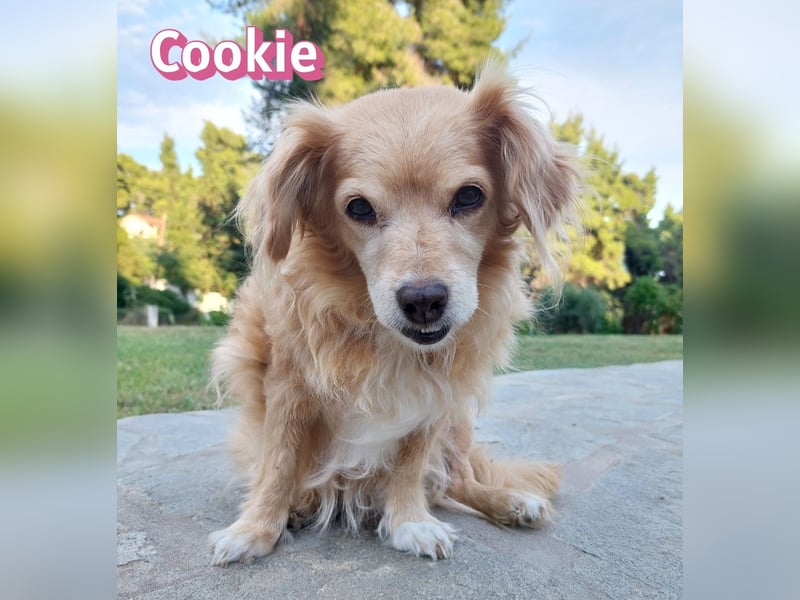 Cookie, 09/16 - süßes Ömchen sucht Happy End