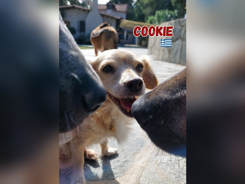 Cookie - freundlich und zutraulich