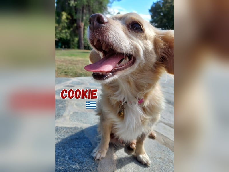 Cookie - freundlich und zutraulich