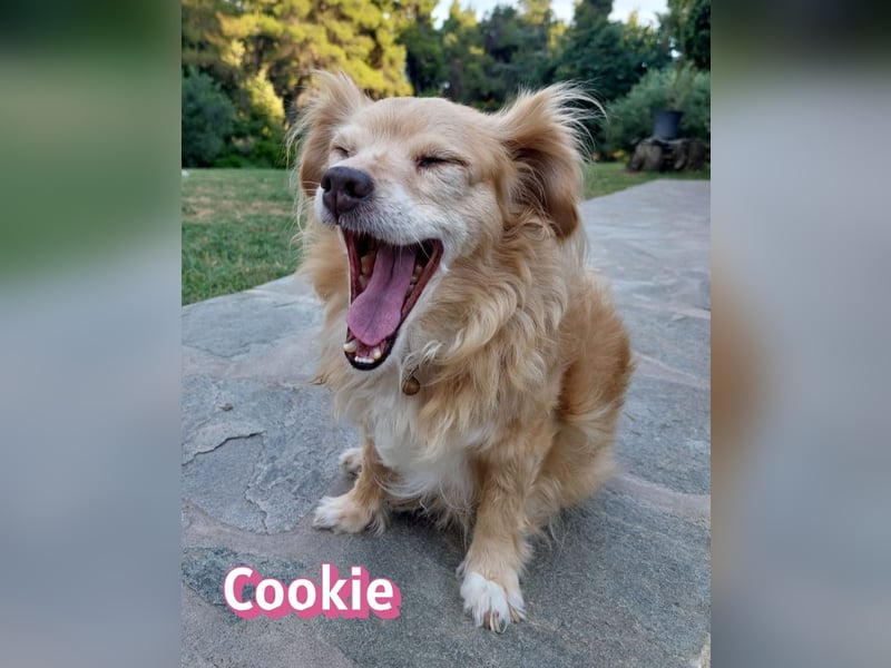 Cookie, 09/16 - süßes Ömchen sucht Happy End