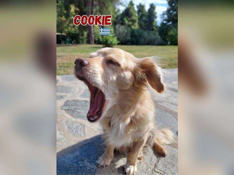 Cookie - freundlich und zutraulich