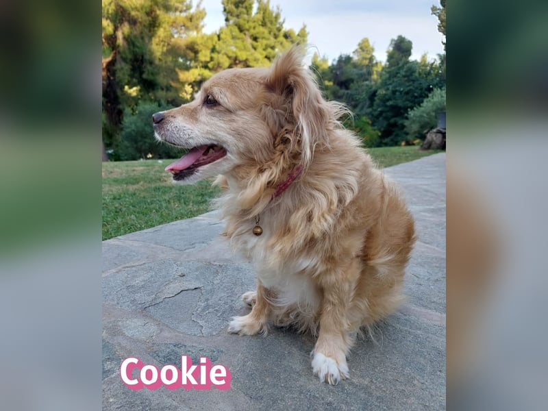 Cookie, 09/16 - süßes Ömchen sucht Happy End