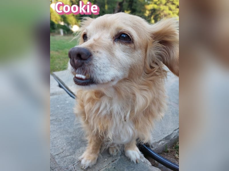 Cookie, 09/16 - süßes Ömchen sucht Happy End