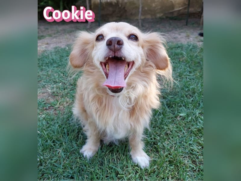 Cookie, 09/16 - süßes Ömchen sucht Happy End