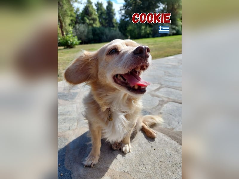 Cookie - freundlich und zutraulich