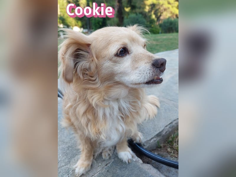 Cookie, 09/16 - süßes Ömchen sucht Happy End