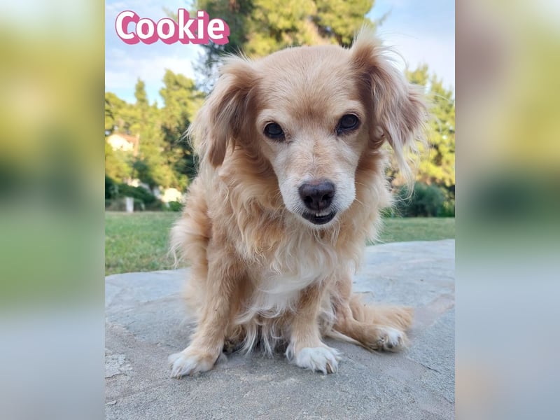 Cookie, 09/16 - süßes Ömchen sucht Happy End