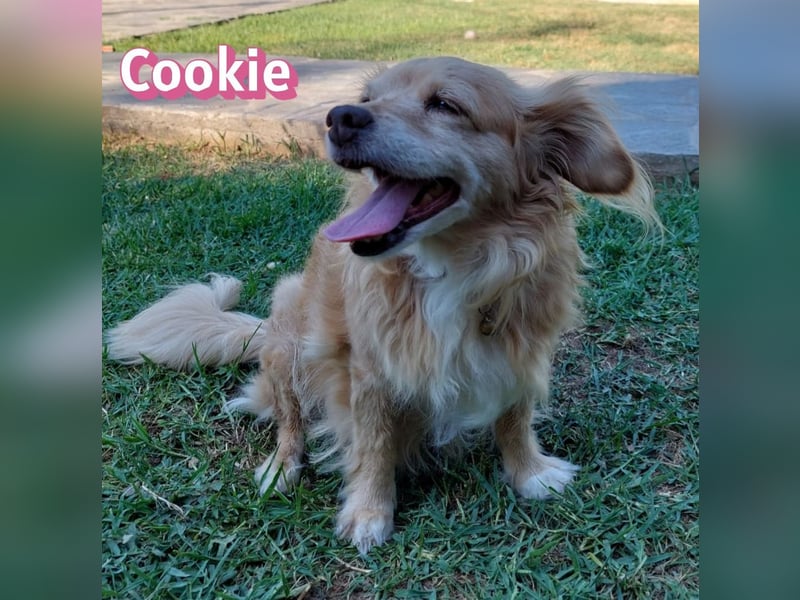 Cookie, 09/16 - süßes Ömchen sucht Happy End