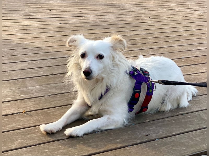 Perla in Zürich sucht neues Zuhause