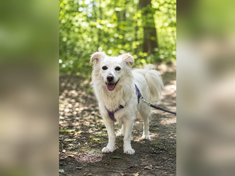 Perla in Zürich sucht neues Zuhause
