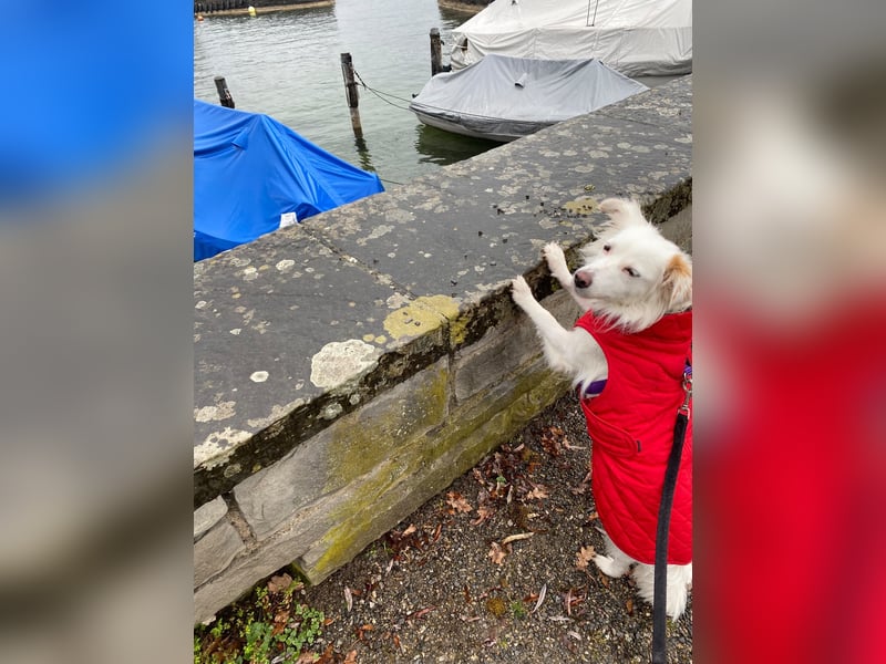 Perla in Zürich sucht neues Zuhause