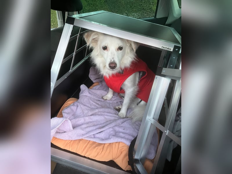Perla in Zürich sucht neues Zuhause