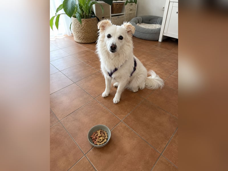 Perla in Zürich sucht neues Zuhause