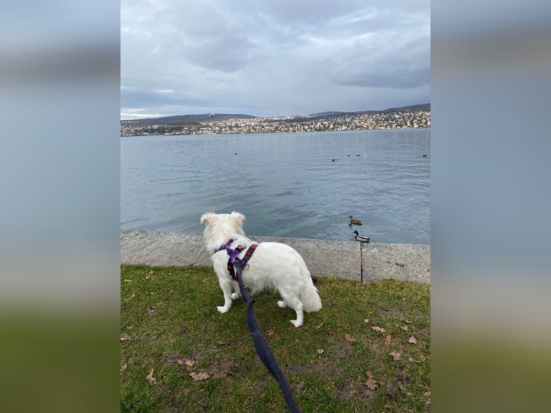 Perla in Zürich sucht neues Zuhause