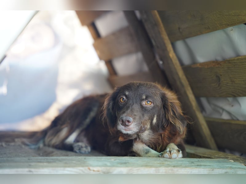 Moka - ruhiger Kokonimix sucht Zuhause