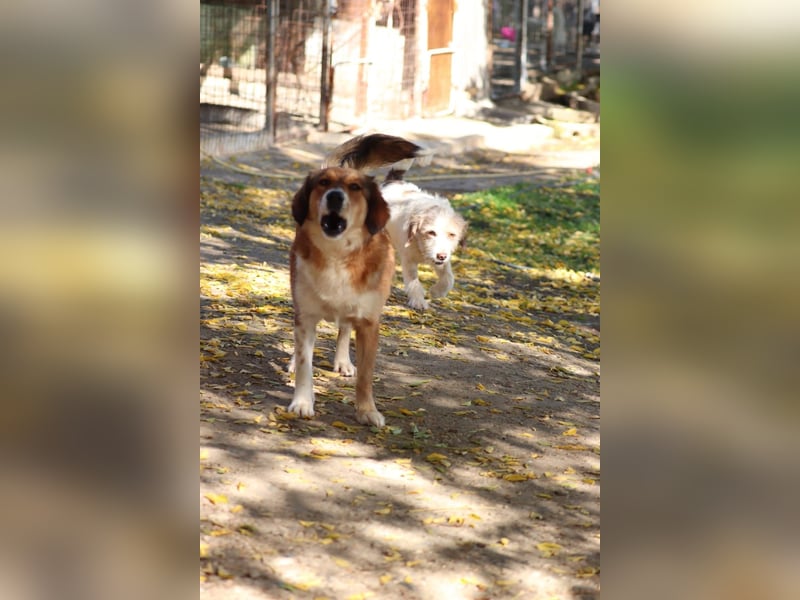 Annita – freundliche Fellnase sucht ihr Glück