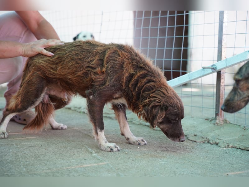 Moka - ruhiger Kokonimix sucht Zuhause