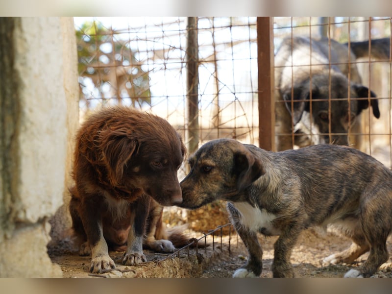 Moka - ruhiger Kokonimix sucht Zuhause