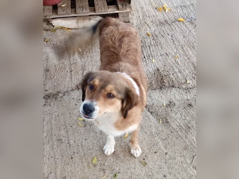 Annita – freundliche Fellnase sucht ihr Glück