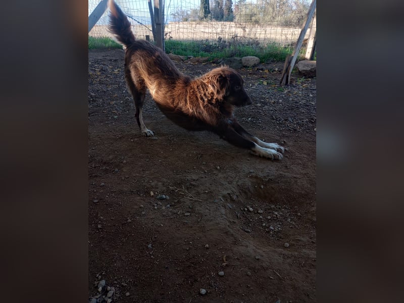 Moka - ruhiger Kokonimix sucht Zuhause