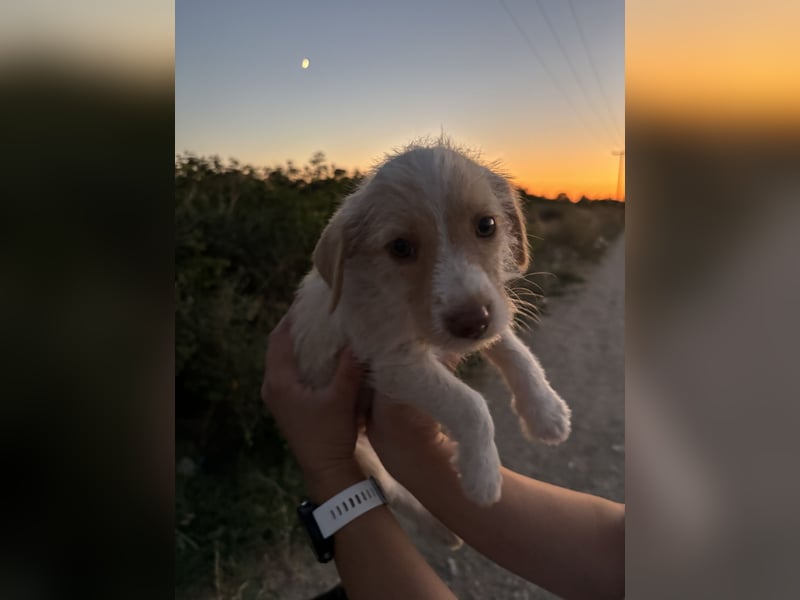 Sunny – kleines Hundemädchen sucht ihr Glück