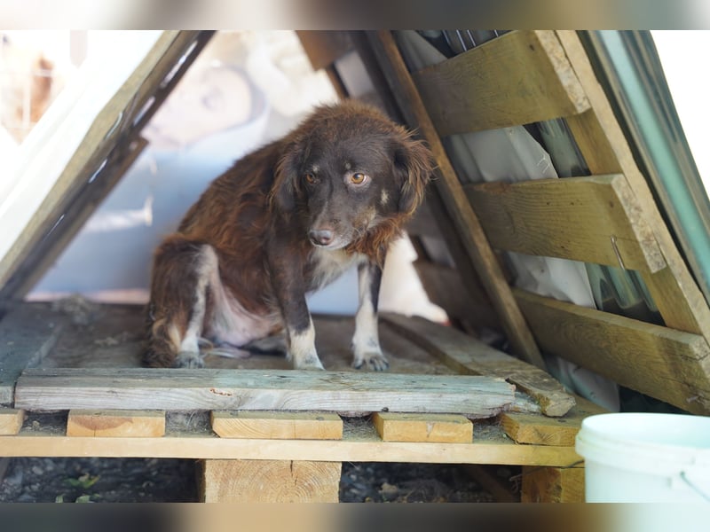 Moka - ruhiger Kokonimix sucht Zuhause