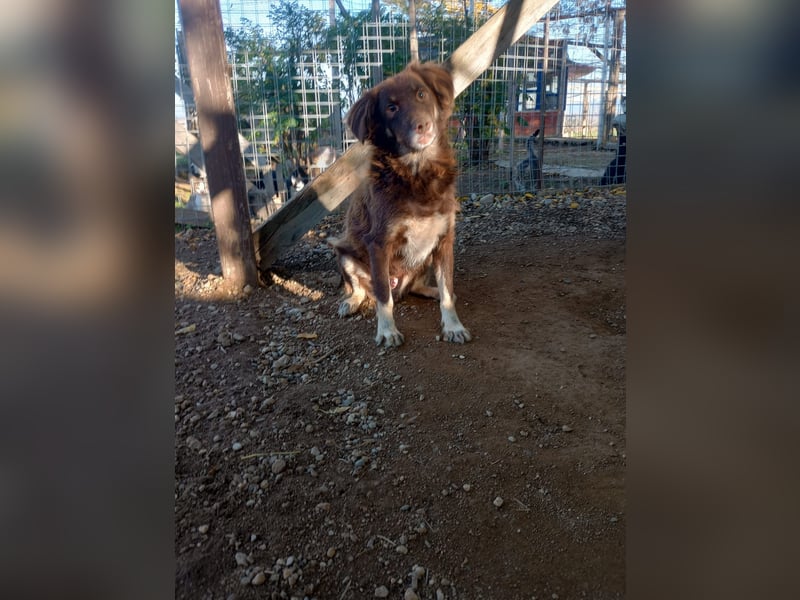 Moka - ruhiger Kokonimix sucht Zuhause