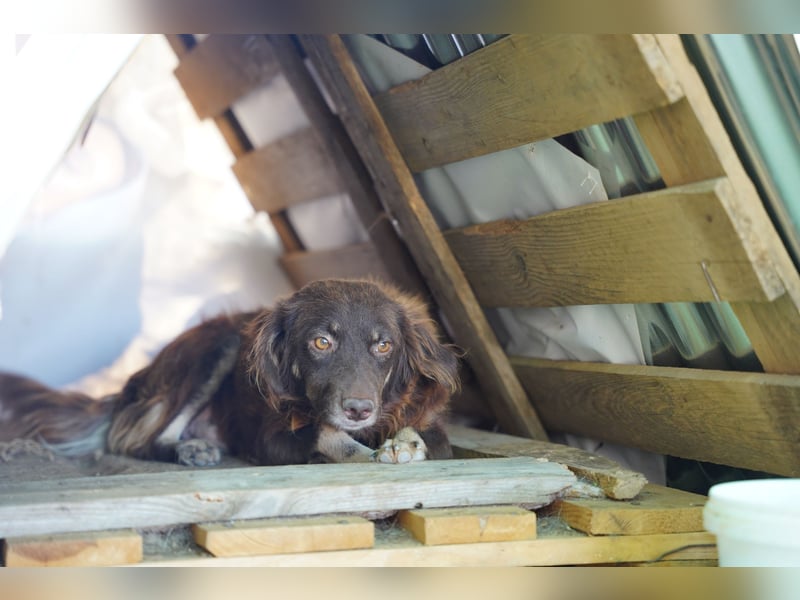 Moka - ruhiger Kokonimix sucht Zuhause