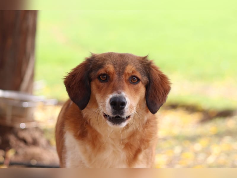 Annita – freundliche Fellnase sucht ihr Glück