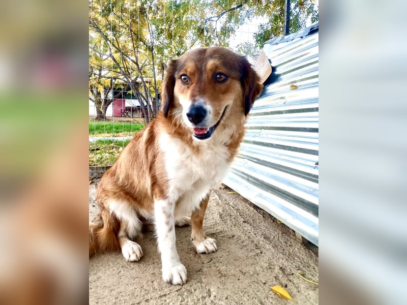 Annita – freundliche Fellnase sucht ihr Glück