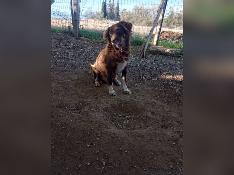 Moka - ruhiger Kokonimix sucht Zuhause