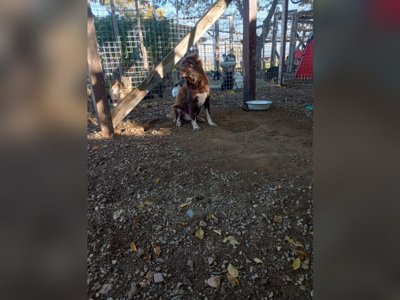 Moka - ruhiger Kokonimix sucht Zuhause