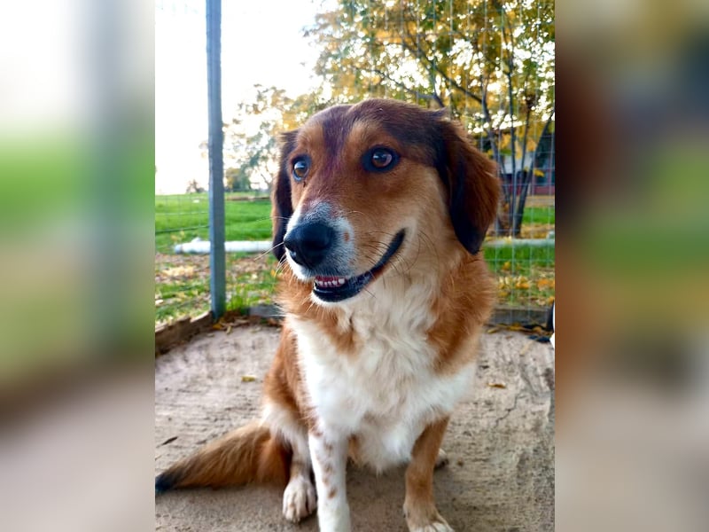 Annita – freundliche Fellnase sucht ihr Glück