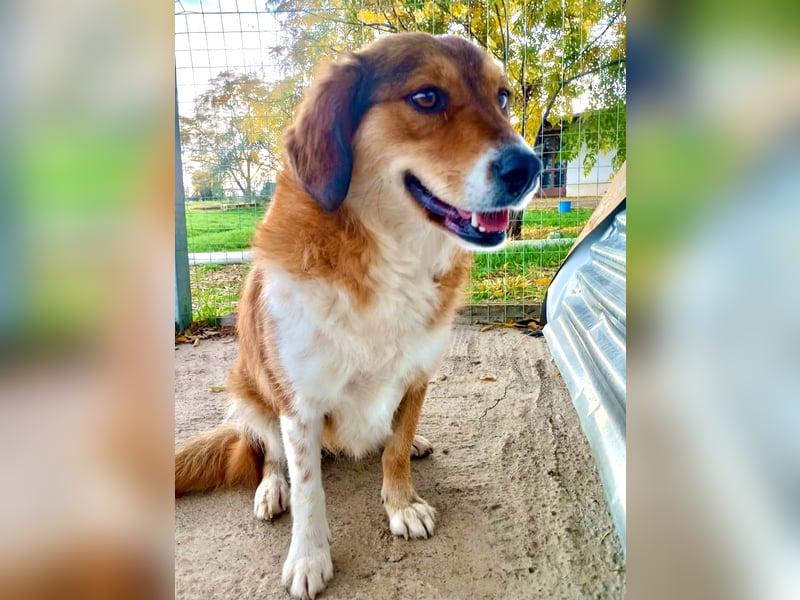 Annita – freundliche Fellnase sucht ihr Glück