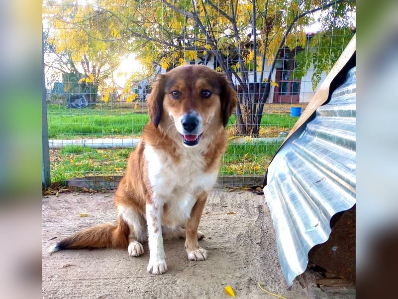 Annita – freundliche Fellnase sucht ihr Glück