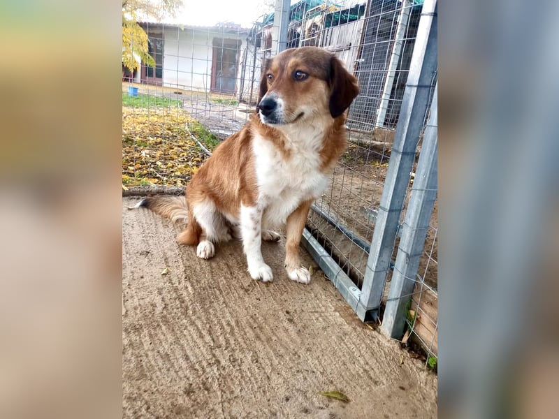 Annita – freundliche Fellnase sucht ihr Glück