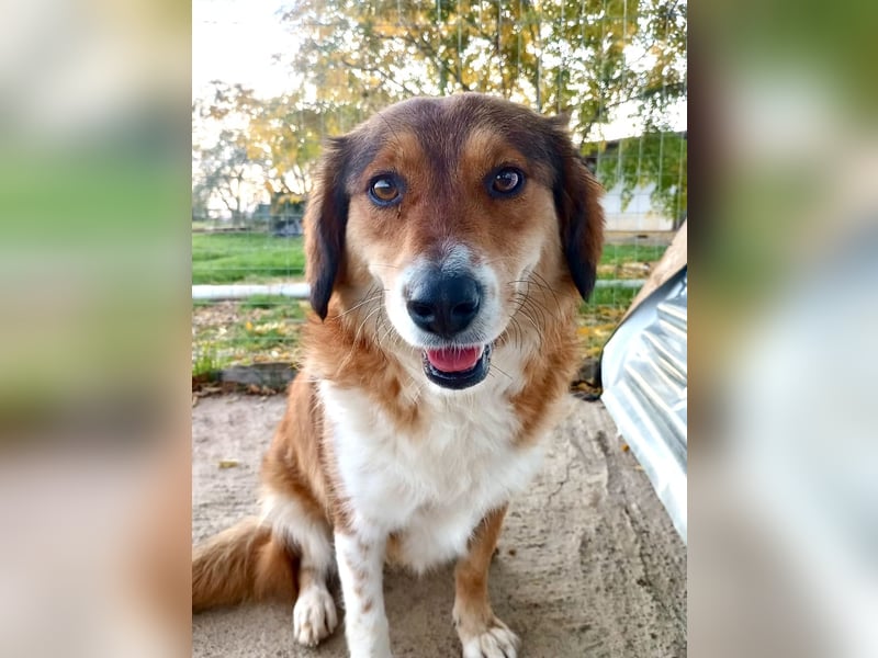 Annita – freundliche Fellnase sucht ihr Glück