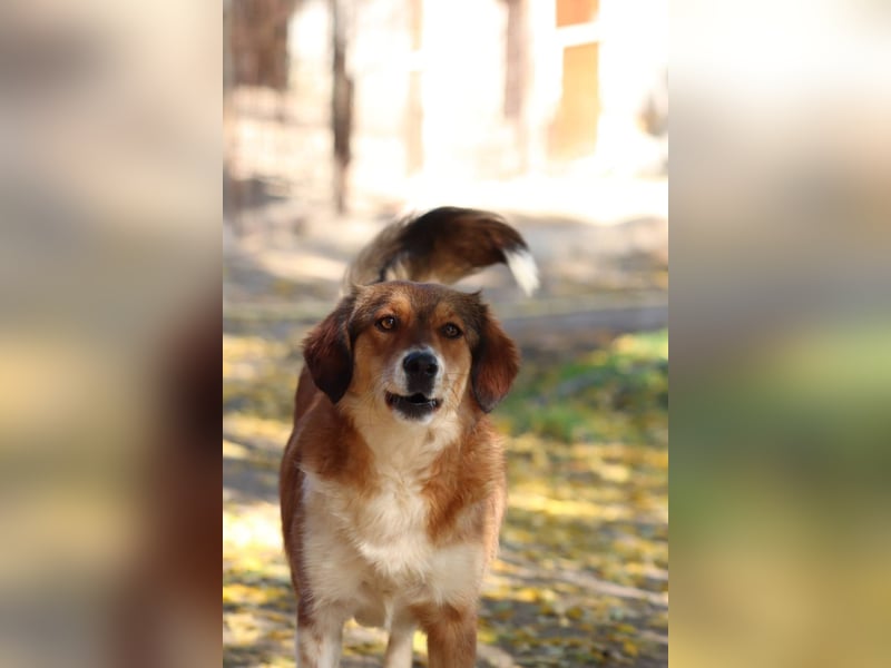 Annita – freundliche Fellnase sucht ihr Glück