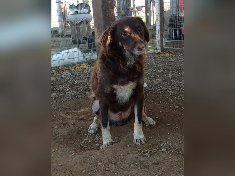 Moka - ruhiger Kokonimix sucht Zuhause