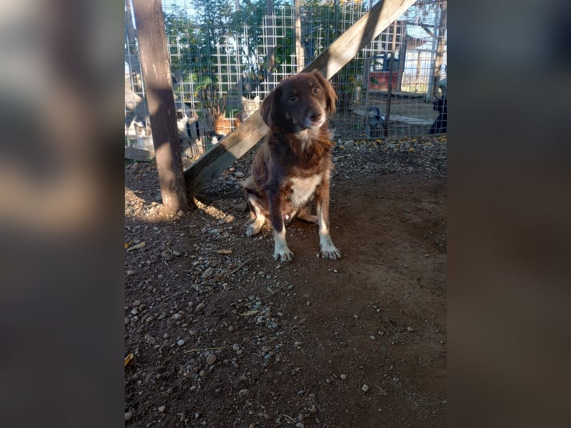 Moka - ruhiger Kokonimix sucht Zuhause